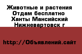 Животные и растения Отдам бесплатно. Ханты-Мансийский,Нижневартовск г.